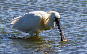 Eurasian Spoonbill