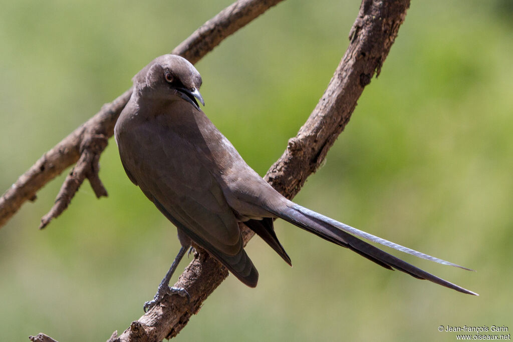 Ashy Starling