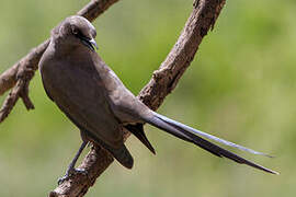 Ashy Starling