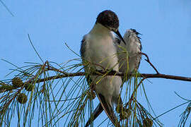 Bridled Tern