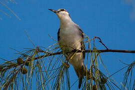 Bridled Tern