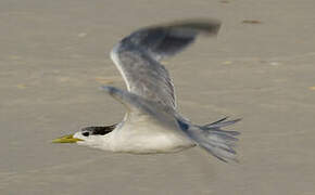 Greater Crested Tern