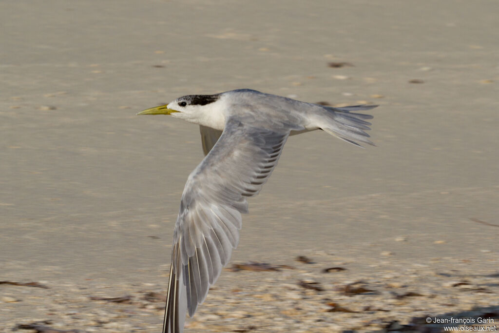 Greater Crested Tern