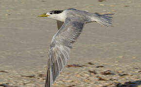 Greater Crested Tern