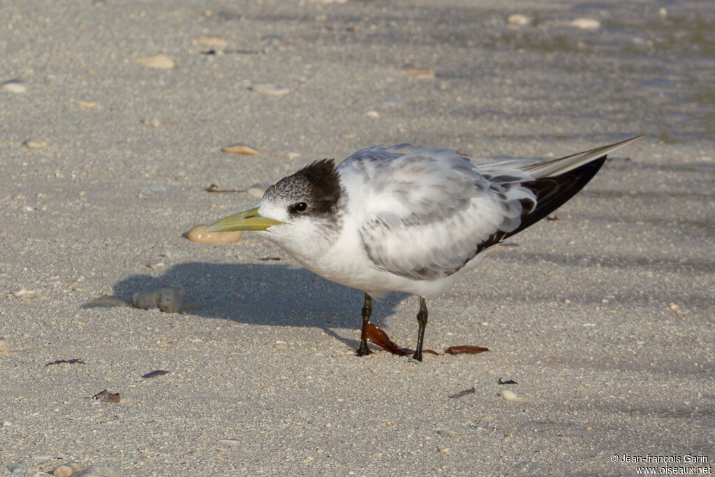 Greater Crested Tern