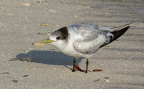 Greater Crested Tern