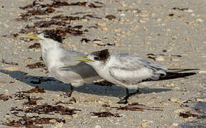 Greater Crested Tern