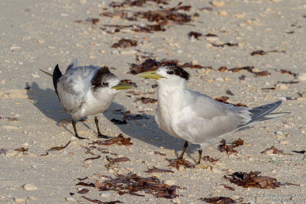 Greater Crested Tern