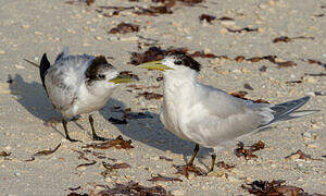 Greater Crested Tern