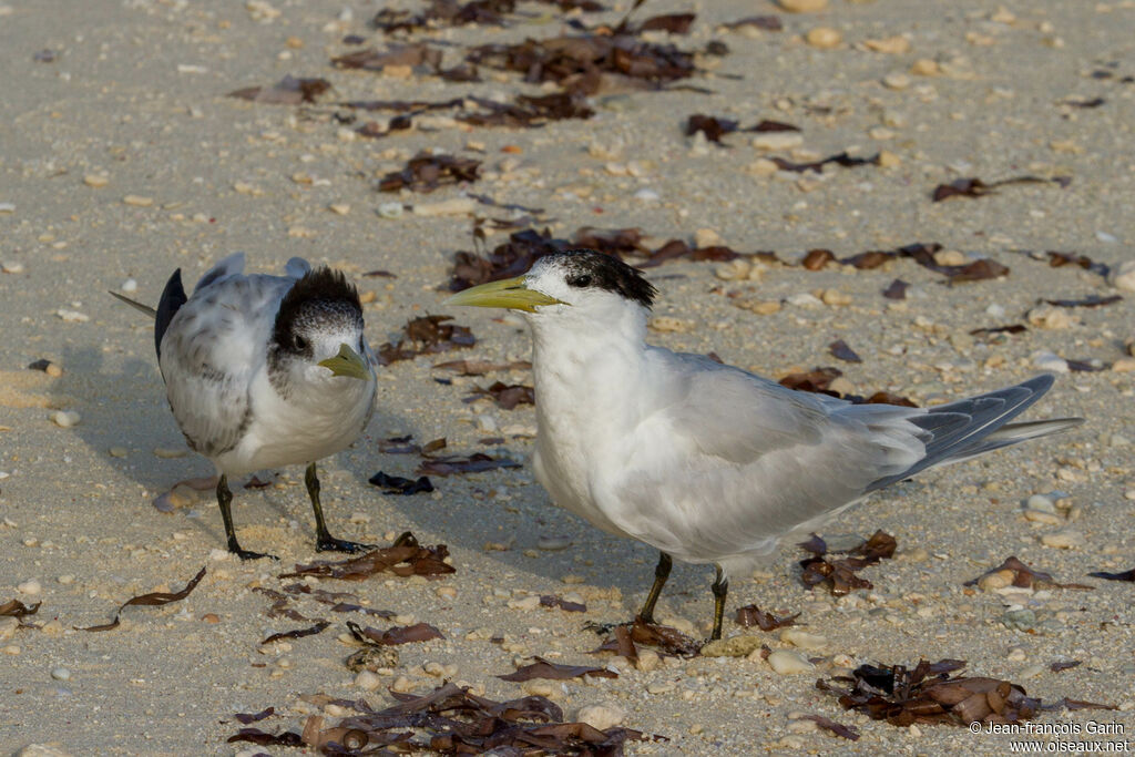 Greater Crested Tern