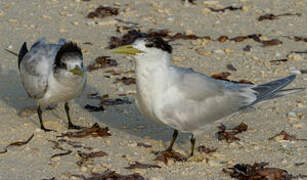 Greater Crested Tern