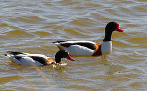 Common Shelduck