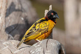 Village Weaver