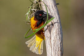 Village Weaver