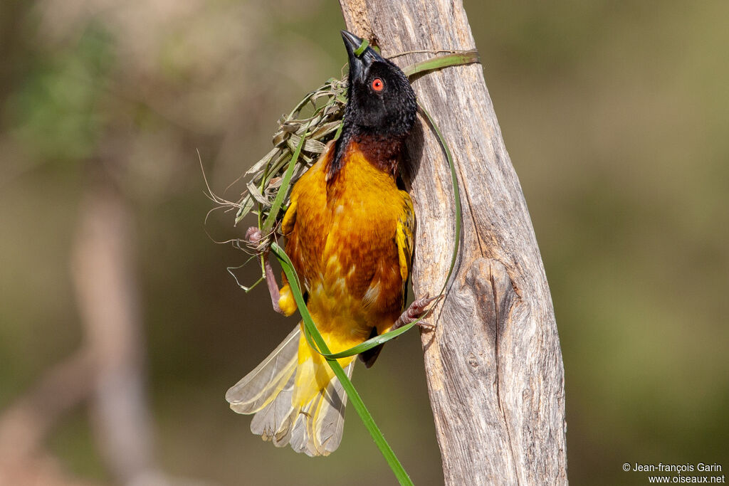 Village Weaver male adult breeding, Reproduction-nesting