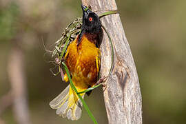 Village Weaver