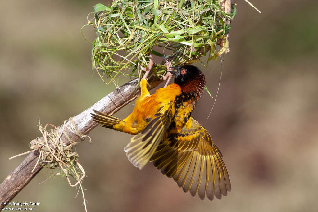 Village Weaver male adult breeding, Reproduction-nesting