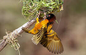 Village Weaver