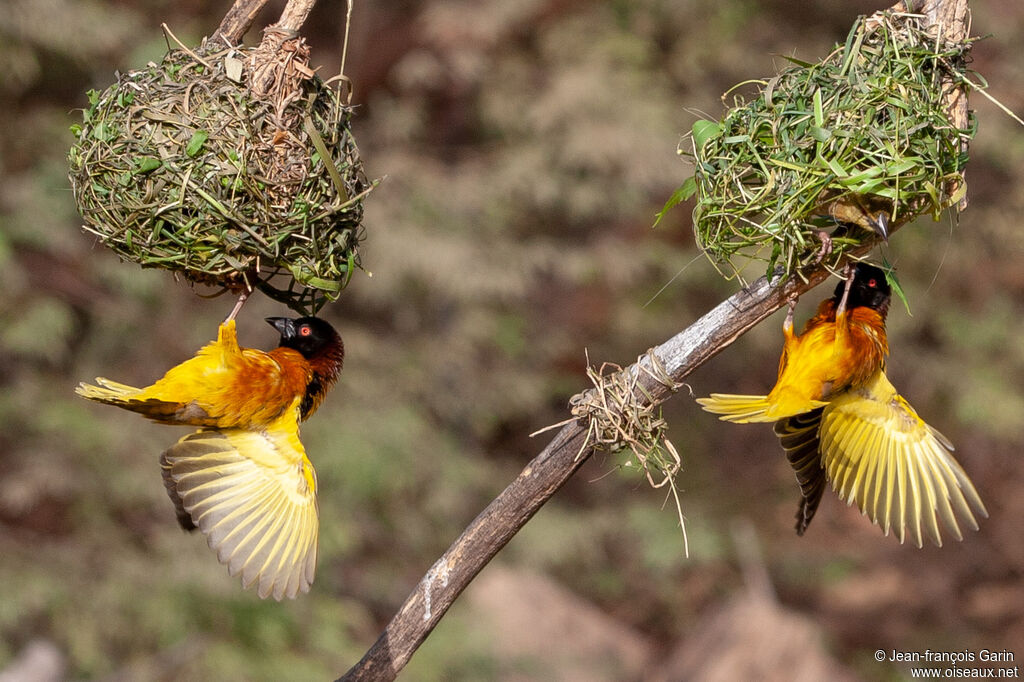 Village Weaveradult breeding, Reproduction-nesting