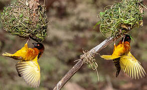 Village Weaver