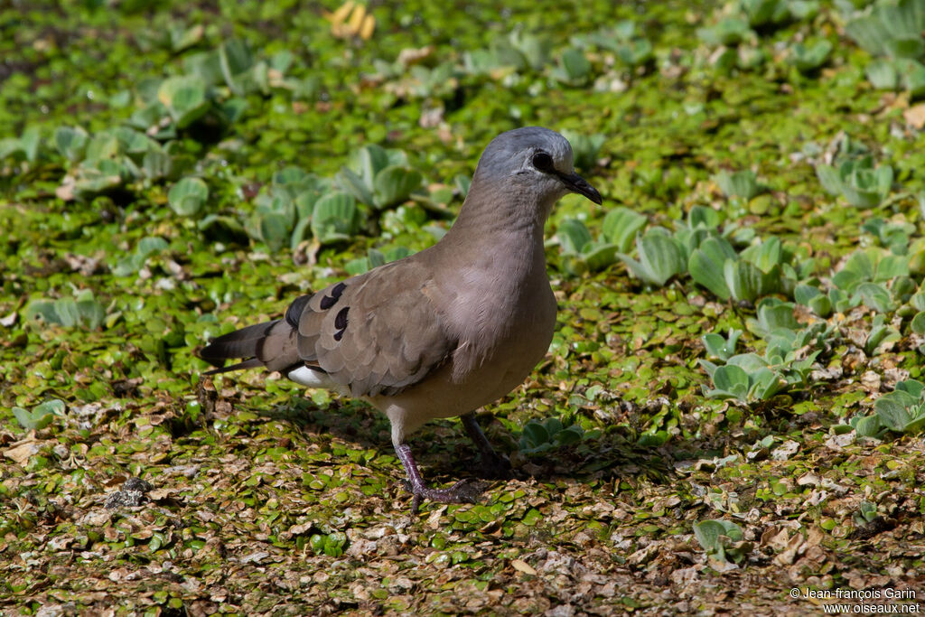 Black-billed Wood Dove