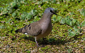 Black-billed Wood Dove