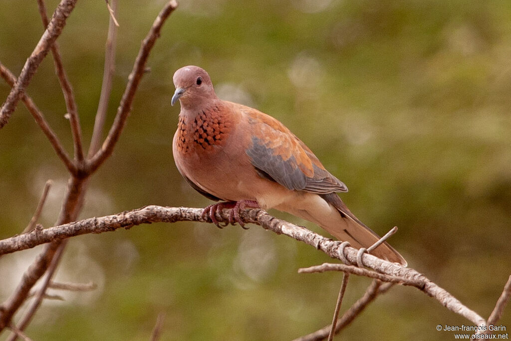 Laughing Dove