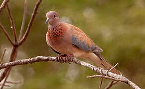 Laughing Dove