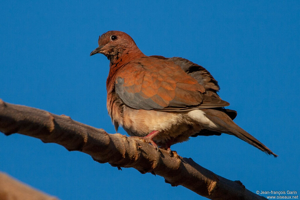 Laughing Dove