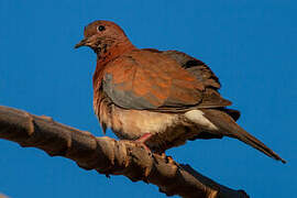 Laughing Dove