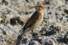 Northern Wheatear