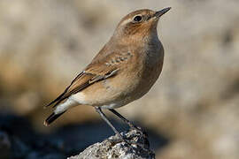 Northern Wheatear