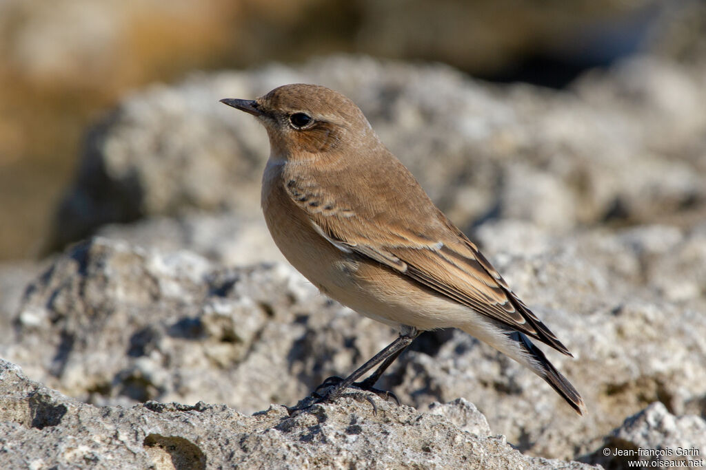 Northern Wheatear