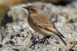 Northern Wheatear