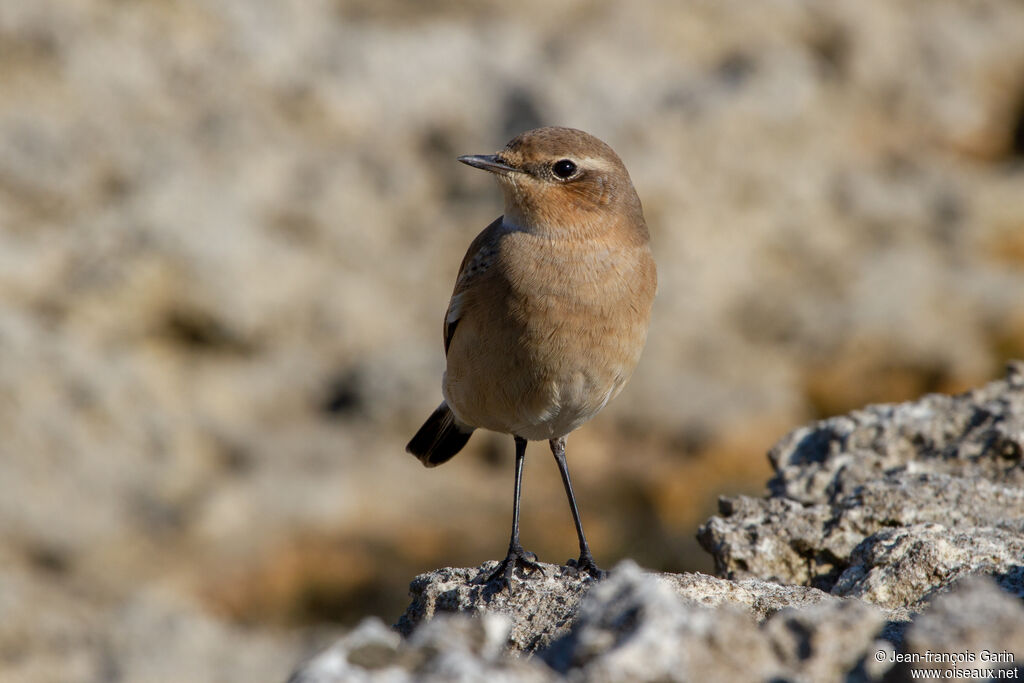 Northern Wheatear