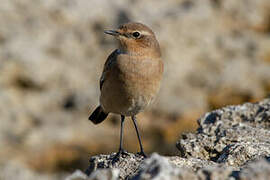 Northern Wheatear