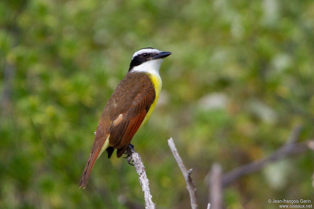 Great Kiskadee