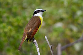 Great Kiskadee