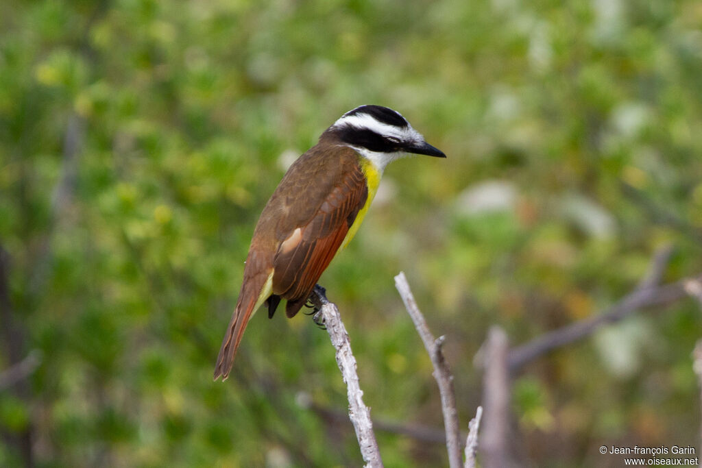 Great Kiskadee