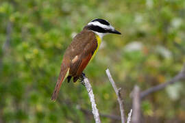 Great Kiskadee