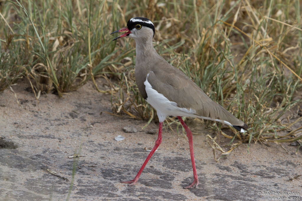 Crowned Lapwing