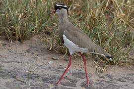 Crowned Lapwing