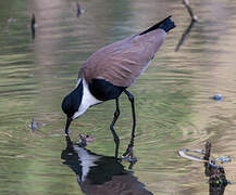 Spur-winged Lapwing