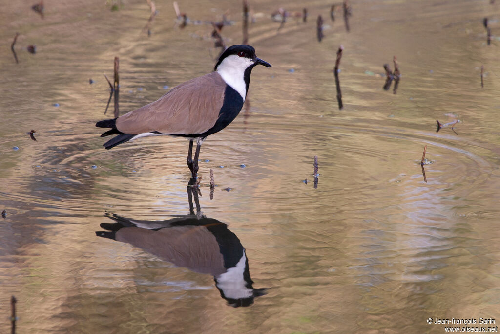 Spur-winged Lapwing