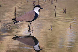 Spur-winged Lapwing