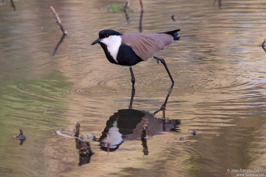 Spur-winged Lapwing