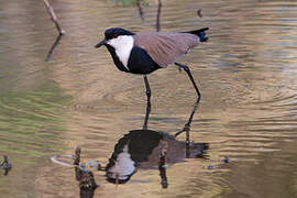 Spur-winged Lapwing