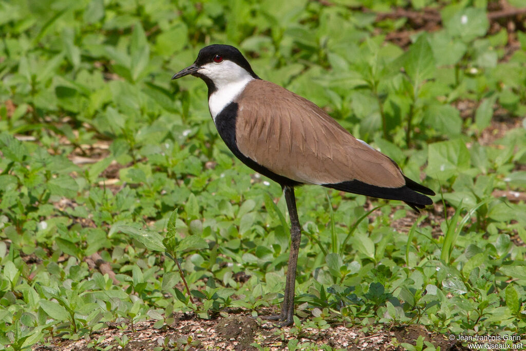 Spur-winged Lapwing