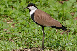 Spur-winged Lapwing