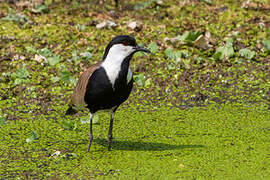 Spur-winged Lapwing